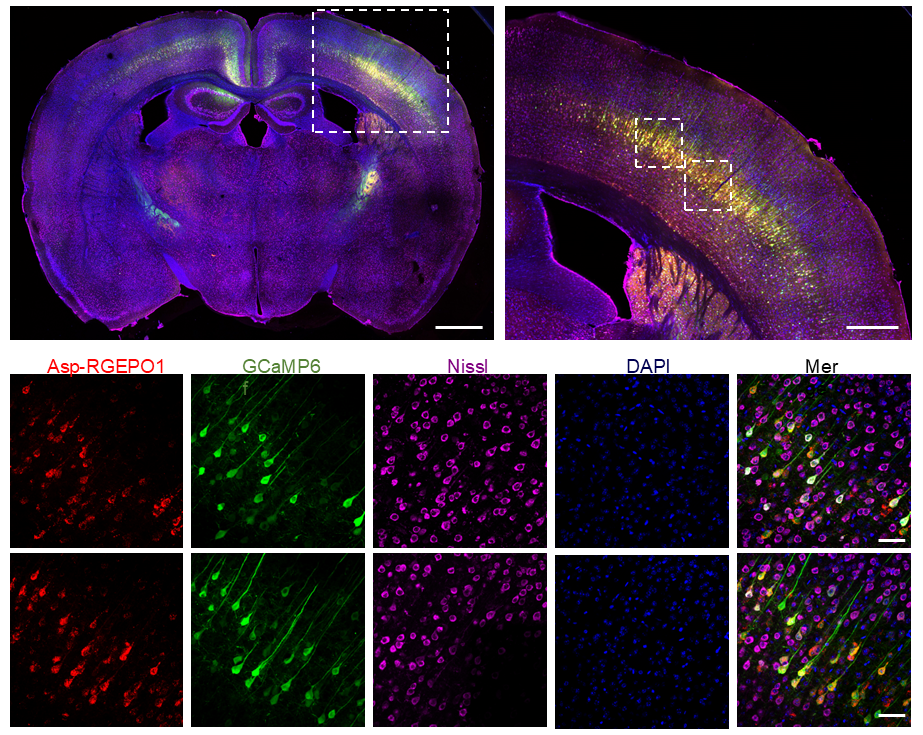 【新品推荐】西湖大学Kiryl D. Piatkevich助理教授团队成功开发可在体实时钾离子成像的红色荧光探针——RGEPOs