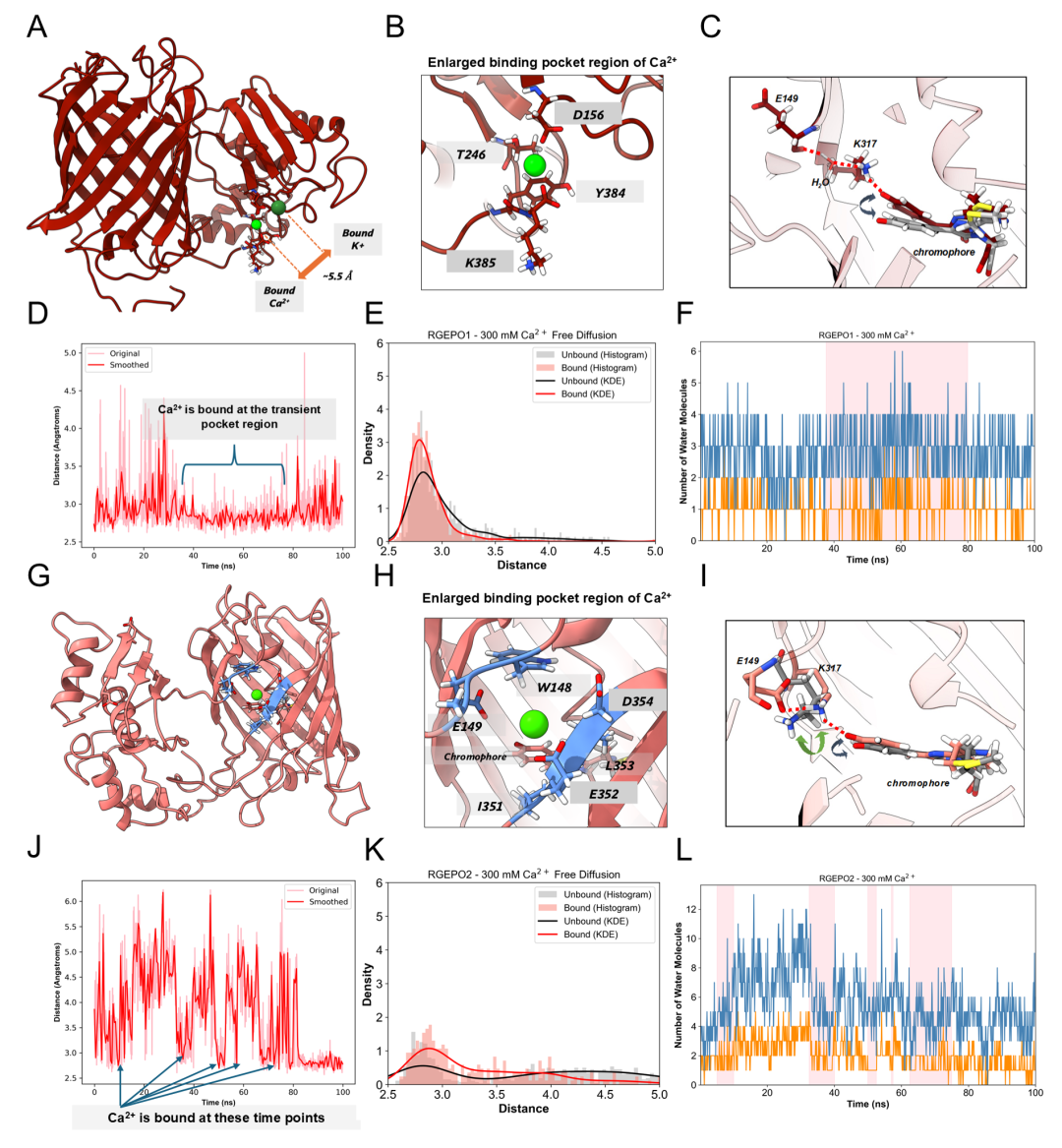 【新品推荐】西湖大学Kiryl D. Piatkevich助理教授团队成功开发可在体实时钾离子成像的红色荧光探针——RGEPOs