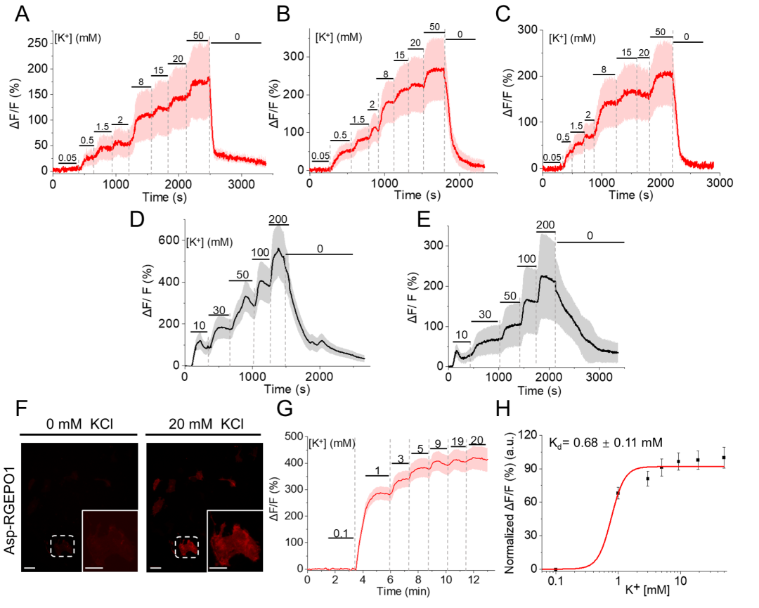 【新品推荐】西湖大学Kiryl D. Piatkevich助理教授团队成功开发可在体实时钾离子成像的红色荧光探针——RGEPOs