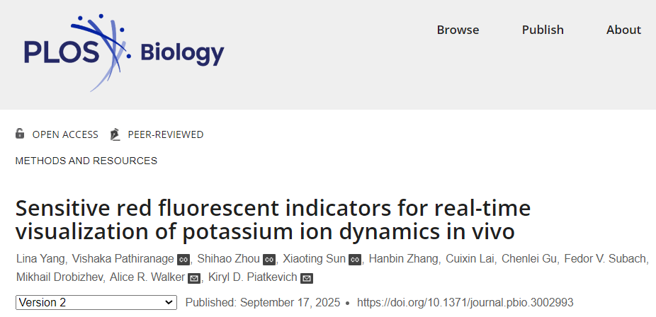 【新品推荐】西湖大学Kiryl D. Piatkevich助理教授团队成功开发可在体实时钾离子成像的红色荧光探针——RGEPOs