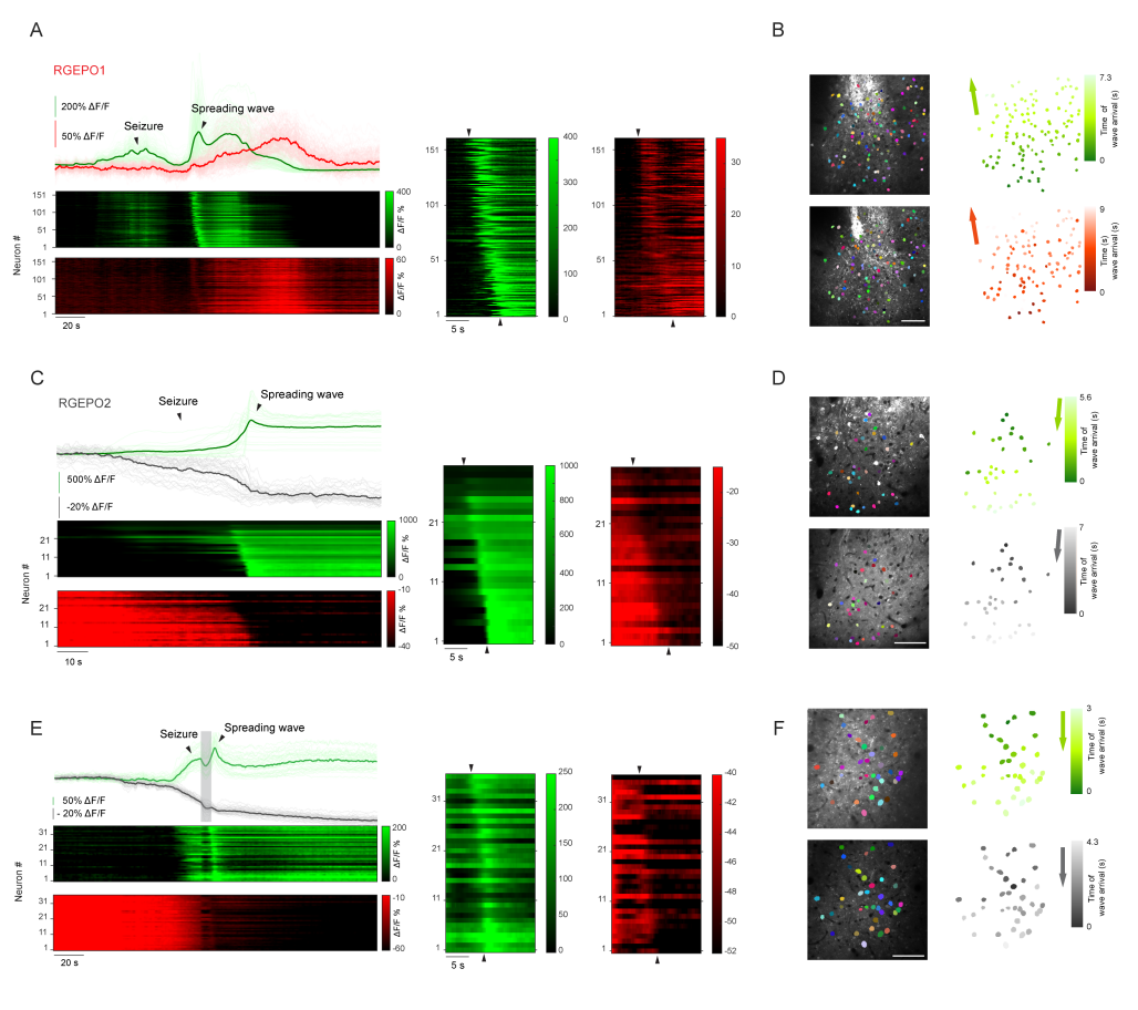 【新品推荐】西湖大学Kiryl D. Piatkevich助理教授团队成功开发可在体实时钾离子成像的红色荧光探针——RGEPOs