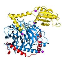 抗 Protein G 多克隆抗体 | Anti-Protein G Polyclonal
