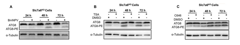 AtaGenix定制ATG8抗体助力BmNPV氨基酸代谢与自噬机制研究