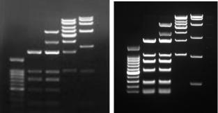 技术干货 | 如何用 Safe-Red™ Gel  做核酸凝胶电泳