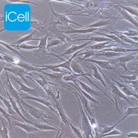 HSF/MCF-7/HELA/LX-2/MC3T3-E1/HCT-116/STR鉴定 