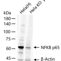 NFKB p65 Knockout Hela Cell Ripa Lysate (Pool)