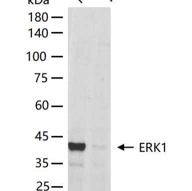 ERK1 Knockout Hela Cell Ripa Lysate (Pool)