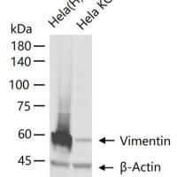 Vimentin Knockout Hela Cell Ripa Lysate (Pool)