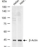 Cytochrome C Knockout Hela Cell Ripa Lysate (Pool)