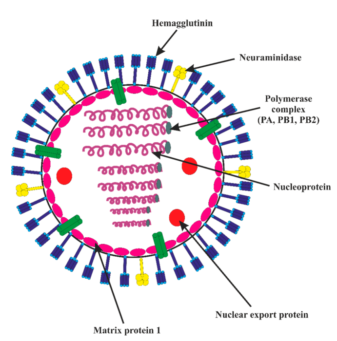 2025年流感病毒结构（H3N2变体）