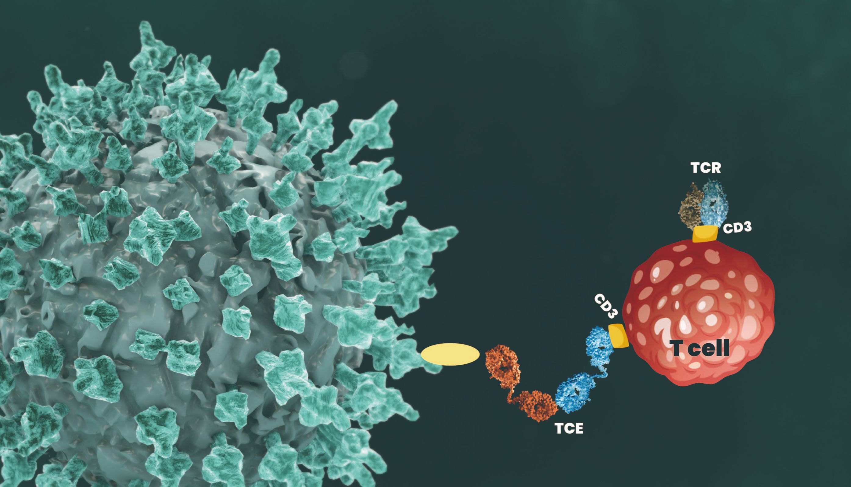 精品推荐 | TCE—精准连接免疫与肿瘤，激活T细胞的强效杀伤武器