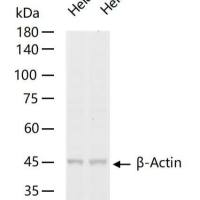 Bcl-2 Knockout Hela Cell Ripa Lysate (Pool)