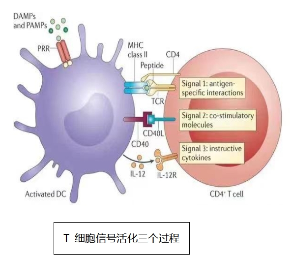 T 淋巴细胞基础特征