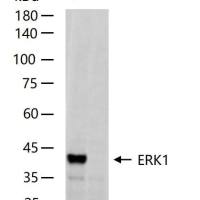 ERK1 Knockout Hela Cell Ripa Lysate (Monoclonal)