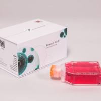 小鼠棕色脂肪细胞