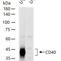 CD40 Knockout U-2OS Cell Line (Pool)