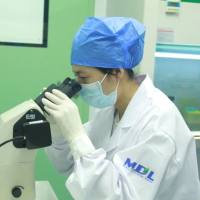 胆石症小鼠模型