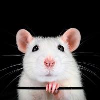 PDXO模型构建与表征