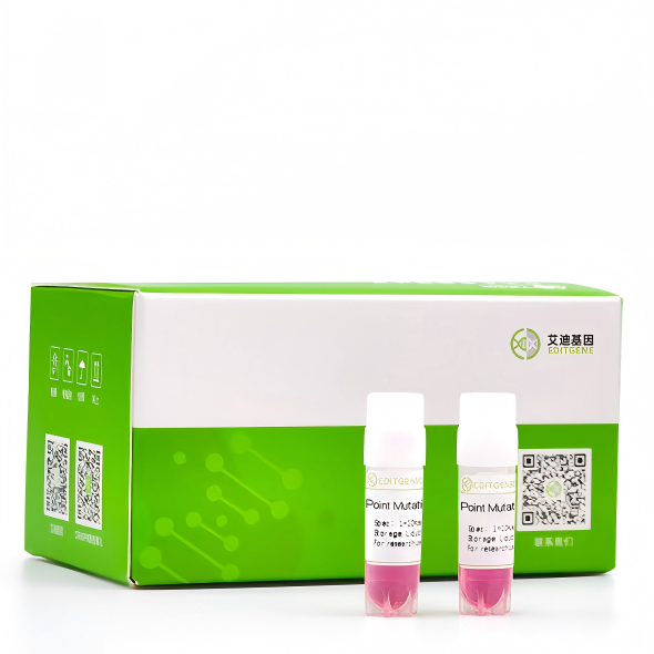 chrX:49043201点突变A549细胞稳转株