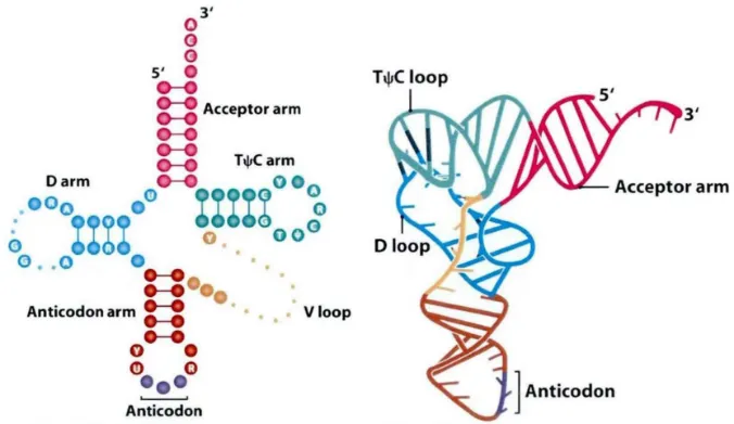 tRNA（转运 RNA）基础知识