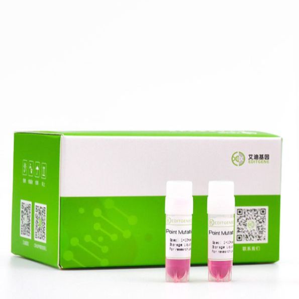 NRAS(c.182A>G)点突变HCT116细胞稳转株