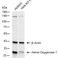 Heme Oxygenase 1 Knockout Hela Cell Ripa Lysate (Pool)