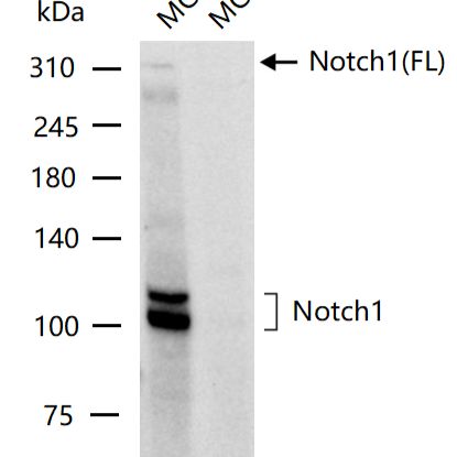 NOTCH1 Knockout MCF7 Cell Ripa Lysate (Pool)产品图