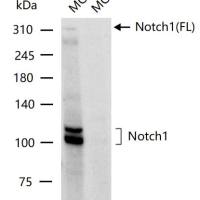 NOTCH1 Knockout MCF7 Cell Ripa Lysate (Pool)