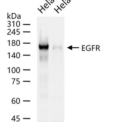 EGFR Knockout Hela Cell Ripa Lysate (Pool)