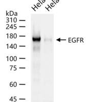 EGFR Knockout Hela Cell Ripa Lysate (Pool)