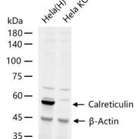 Calreticulin Knockout Hela Cell Ripa Lysate (Pool)