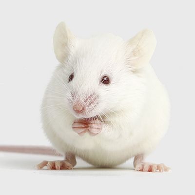 PDOX 模型构建与表征