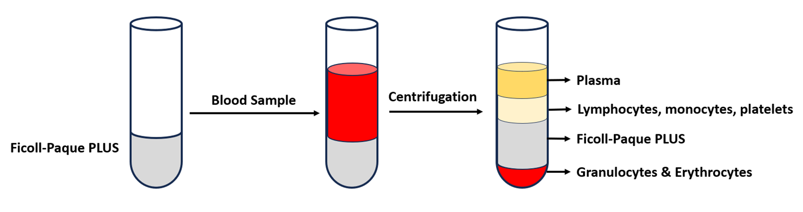 Isolation of PBMCs