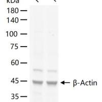RalA Knockout Hela Cell Ripa Lysate (Monoclonal)