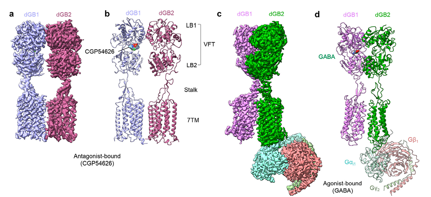 BMG LABTECH多功能酶标仪文献分享,华中科技大学 浙江大学广州生物岛 GIBH等多方联合研究团队发表在Advanced Science上名为Structural Basis of GABAB Receptor Activation during Evolution报告