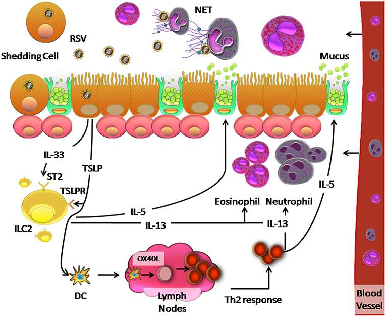 2025年RSV气道病理生理学