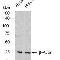 Caspase-3 Knockout Hela Cell Ripa Lysate (Pool)