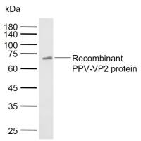 PPV-VP2 Mouse mAb