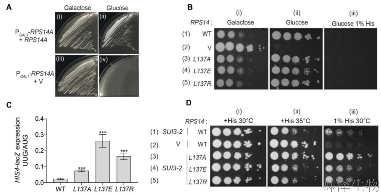 【核糖体蛋白调控翻译】 | 精度调节器：核糖体蛋白uS11/Rps14如何掌控起始密码子的“识别天平”
