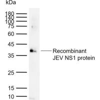 JEV NS1 Rabbit pAb