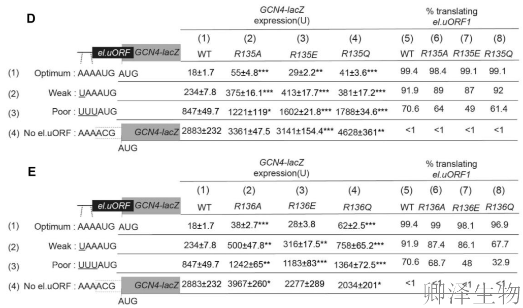 【核糖体蛋白调控翻译】 | 精度调节器：核糖体蛋白uS11/Rps14如何掌控起始密码子的“识别天平”