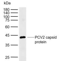 PCV2 capsid protein Rabbit pAb