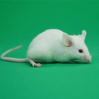 个体药敏测试（科研版）