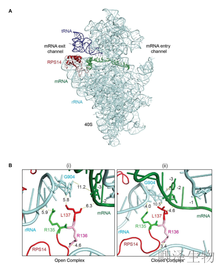 【核糖体蛋白调控翻译】 | 精度调节器：核糖体蛋白uS11/Rps14如何掌控起始密码子的“识别天平”