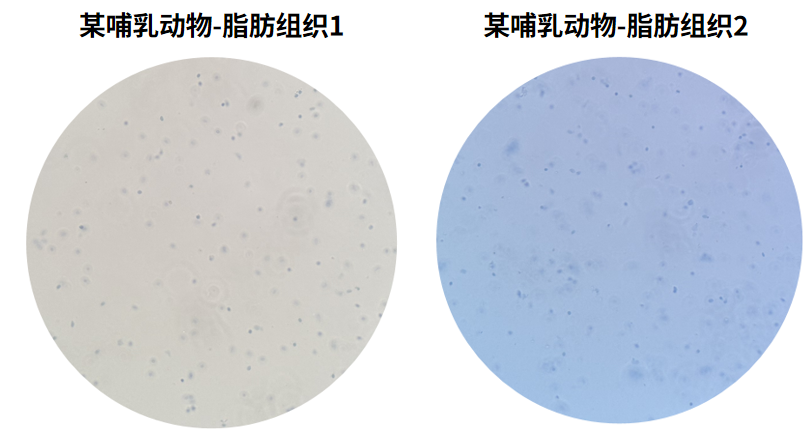 试剂盒推荐 | 百奥益康脂肪组织细胞核悬液制备试剂盒(货号：BA3342）
