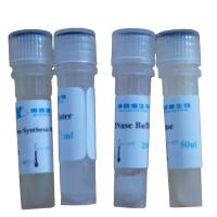 一管化反转录试剂(含双链DNA消化内切酶)