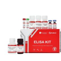 ElaBoXTM小鼠干扰素γ检测试剂盒