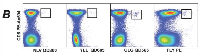 OMIP-002:抗原特异性CD8+T细胞的表型分析