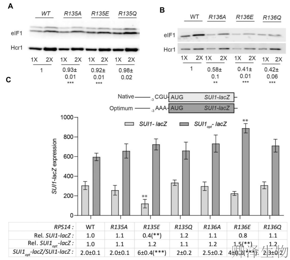 【核糖体蛋白调控翻译】 | 精度调节器：核糖体蛋白uS11/Rps14如何掌控起始密码子的“识别天平”