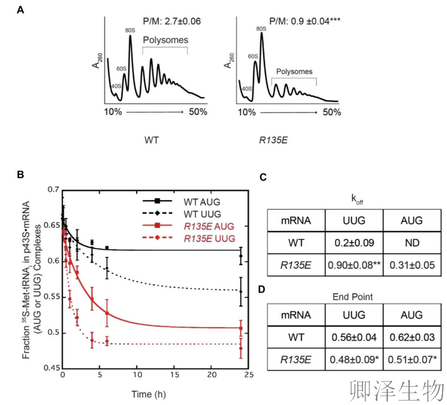 【核糖体蛋白调控翻译】 | 精度调节器：核糖体蛋白uS11/Rps14如何掌控起始密码子的“识别天平”